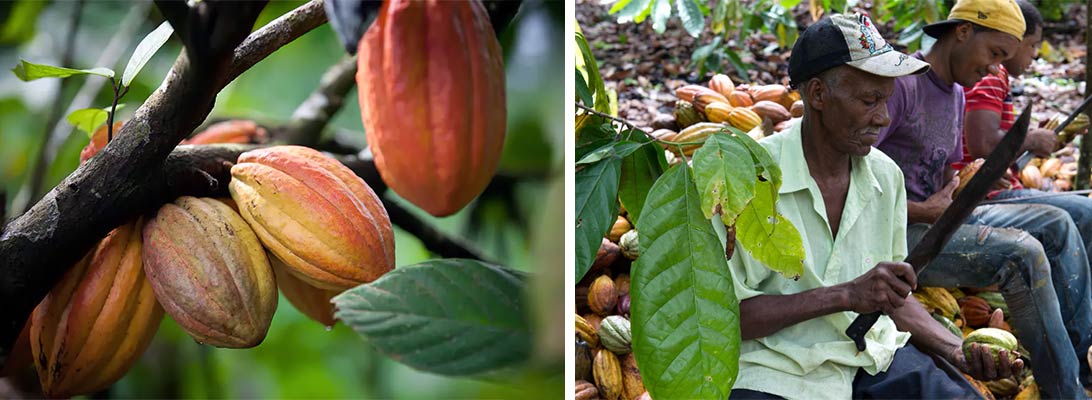 cacao bio desarrollo sostenible origen africano vanini